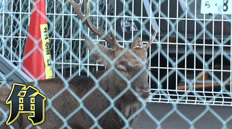 八王子市の京王堀之内駅前に2024年10月20日に突如現れた鹿はオスで片方の角が折れていた(FNNプライムオンラインより)