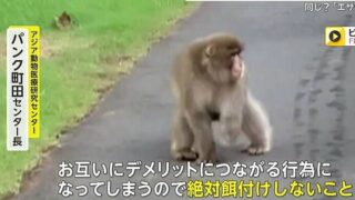 専門家が片手を欠損したサルにはエサを絶対にあげないように注意喚起