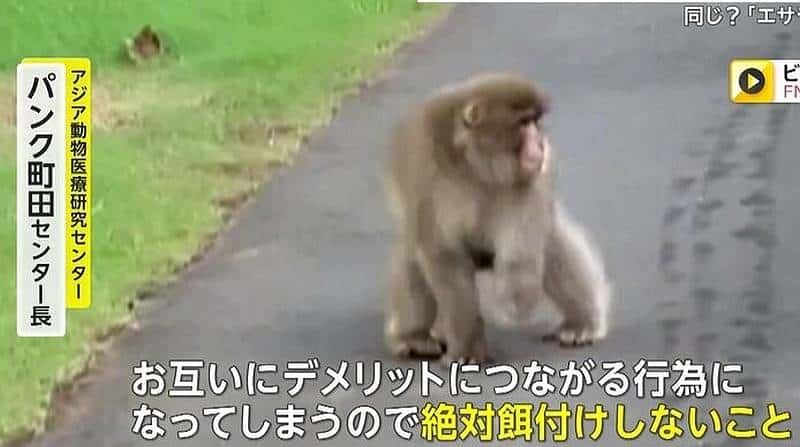 専門家が片手を欠損したサルにはエサを絶対にあげないように注意喚起