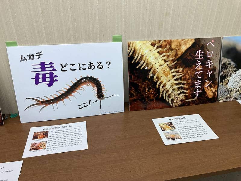 第2回都立大子どもまつりの生き物サークルの毒に関する展示企画