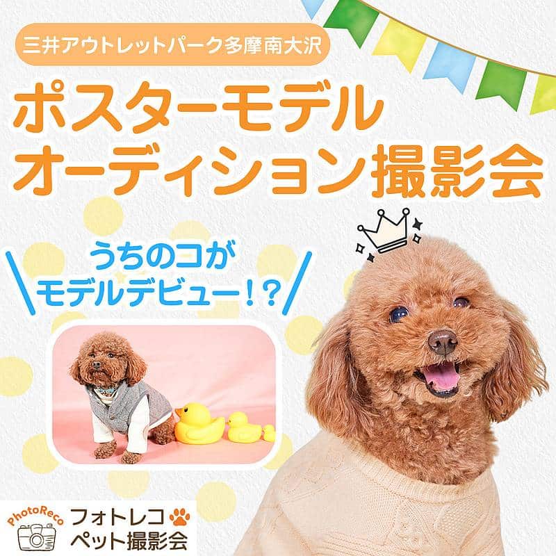 2026年3月14日、15日に開催される愛犬家向けイベント「みなみおおさワン」の目玉企画「ポスターモデルオーディション撮影会」のポスター
