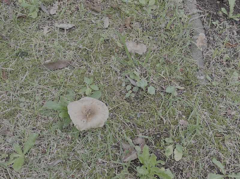 巨大きのこ以外にも南大沢できのこが多数目撃