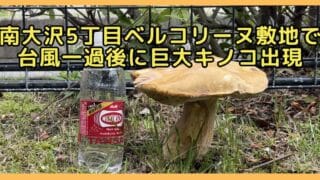 2026年6月29日(月)に、南大沢5丁目のベルコリーヌの敷地内で巨大なキノコが発見