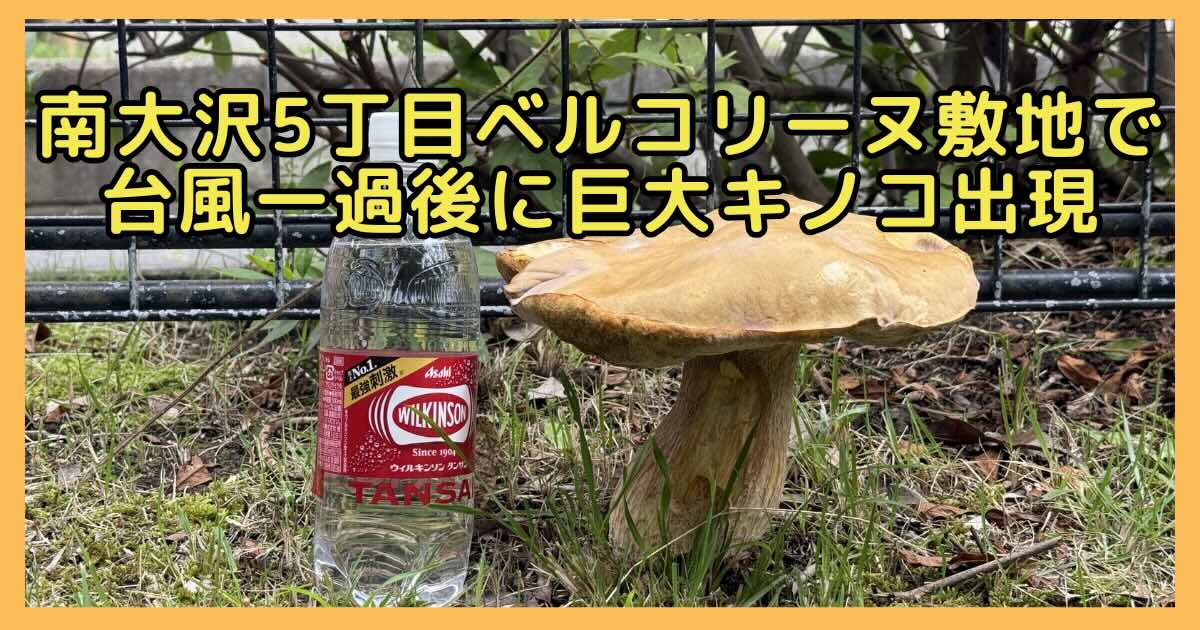 2026年6月29日(月)に、南大沢5丁目のベルコリーヌの敷地内で巨大なキノコが発見