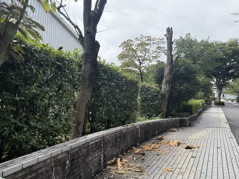 2026年8月13日に南大沢3丁目のBig-A(ビッグエー)付近の遊歩道の街路樹で倒木が発生