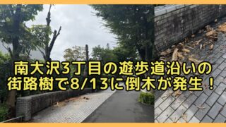 2026年8月14日（金）、南大沢3丁目の「ビッグ・エー（ビッグエー）八王子南大沢店」近くの遊歩道で、街路樹の一部が倒木しているのが確認
