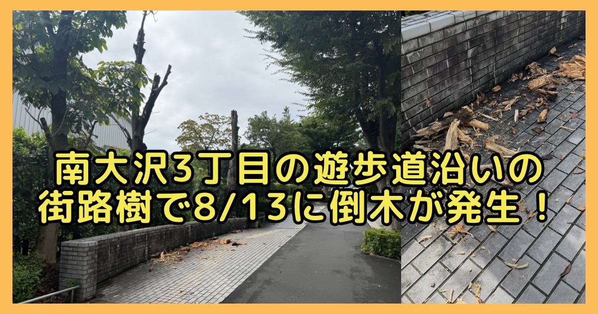 2026年8月14日（金）、南大沢3丁目の「ビッグ・エー（ビッグエー）八王子南大沢店」近くの遊歩道で、街路樹の一部が倒木しているのが確認